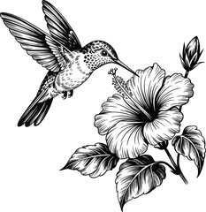 Obraz premium Hummingbird feeding on hibiscus flower line art nature