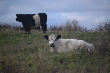 Spaziergang im herbstlichen Naturschutzgebiet Winderatt in Schleswig-Holstein