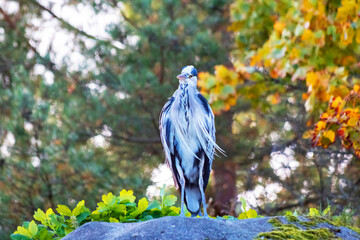 Heron Standing on Rock With Autumn Foliage in Background