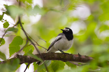 White Wagtail sits on a branch among the leaves