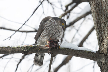 Eurasian sparrowhawk sitting on a tree branch with prey