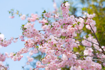 Blossoming Oriental cherry sakura with pink flowers close up