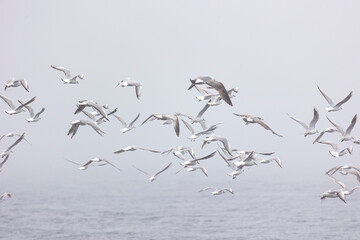 A large flock of flying seagulls on the ocean