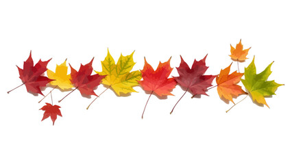 Line Of Fallen Maple Leaves With Gradient Colors In Autumnal Hues, Lineart Isolated On A Transparent Background Representing The Fall Season,