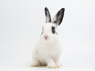 Cute black and white baby rabbit sitting on a plain white background. Adorable piebald bunny kiten with big black ears looking at the camera. High-key studio portrait.