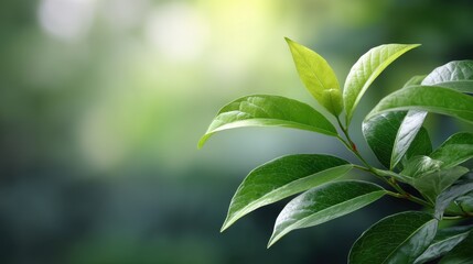 Fototapeta premium Lush Green Leaves with Soft Natural Light in a Tranquil Forest Background Creating a Serene Atmosphere for Nature Lovers and Relaxation Enthusiasts