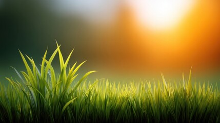 Obraz premium Green Grass in Bright Sunrise with Soft Background Bokeh Effect Creating a Tranquil and Serene Nature Scene for Relaxation and Reflection