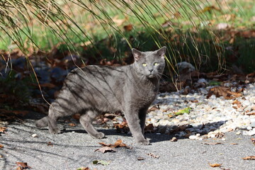 A cat outside on a sunny afternoon 