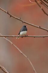Male dark eyed junco sitting on a tree branch 