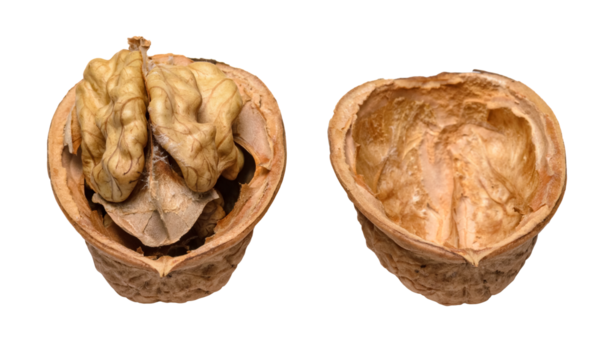 Walnut or Juglans regia with opened shell and kernel isolated on transparent or white background, png graphic design element 