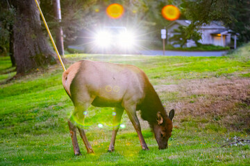 Fototapeta premium Elk Passing by on the Road in Front of Car Traffic