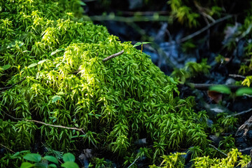 A Majestic View of a Lush Green Forest River with Moss-Covered Rocks