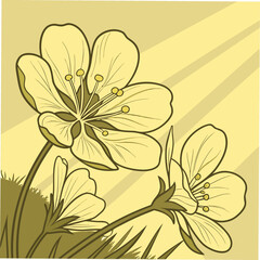 Delicate yellow wildflowers with thin petals and prominent stamens bloom in soft sunlight rays