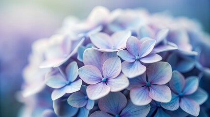 Closeup of beautiful blue and purple hydrangea flowers
