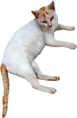 Close-up view of domestic cat, top view of mamals animal with transparent background  © MISXLStock