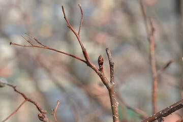 Pourthiaea villosa tree with white spring flowers and red autumn fruits