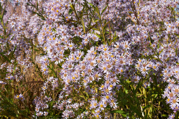 Aster tataricus flower close up