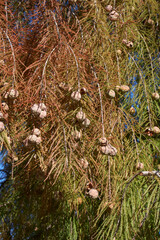 Taxodium distichum tree in Autumn
