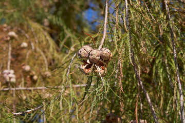 Taxodium distichum tree in Autumn
