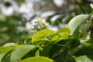 Obraz premium Pourthiaea villosa whole tree shown as a 5 m deciduous shrub with white spring blooms and red autumn fruits in temperate woodland. Photographed in Korea.