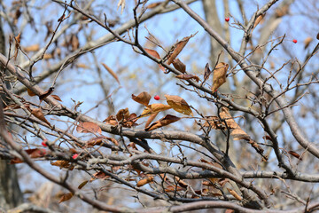 Pourthiaea villosa whole tree deciduous shrub with white blooms