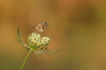 una farfalla melitaea su un fiore