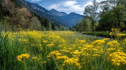 Obraz premium Bright yellow flowers bloom in a lush meadow near a calm river surrounded by green trees and tall mountains under a blue sky with scattered clouds.
