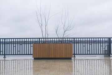 Bare trees in a pot on the embankment of the river
