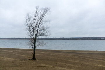 Lonely tree on the shore of the river in a cloudy day