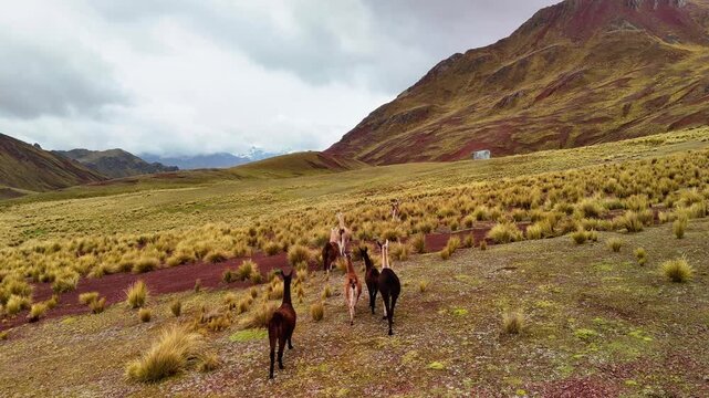 Many llamas grazing against the backdrop of the colorful mountains in the Vinicunca area, Peru. Aerial drone view, South America.