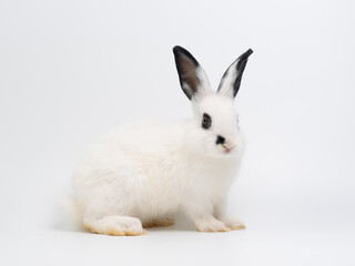 Cute black and white baby rabbit sitting on a plain white background. Adorable piebald bunny kiten with big black ears looking at the camera. High-key studio portrait.