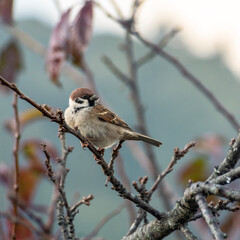 Eurasian Tree Sparrow (Passer Montanus) on branch in morning light