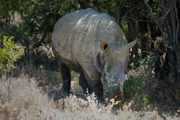 Obraz premium rhino in the wild