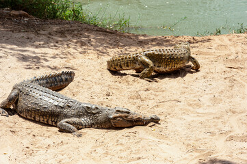 crocodile lurks by the river waiting for prey