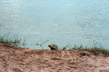 crocodile lurks by the river waiting for prey