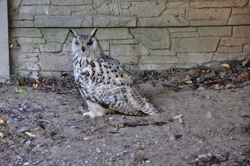 Sowa stojąca przy kamiennym murze, portret dzikiej przyrody w miejskiej scenerii. Spokojna nocna sceneria, naturalne światło. © Pol Badger