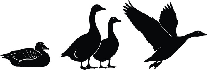Silhouette of geese in various poses one swimming two standing and one taking flight against a clean white background