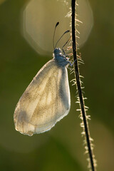 Senfwei&szlig;ling im Gegenlicht