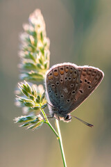 Hauhechel-Bl&auml;uling