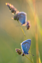Zwei Hauhechelbläulinge