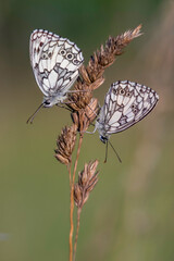 Zwei Schachbrettchen (M&auml;nnchen)