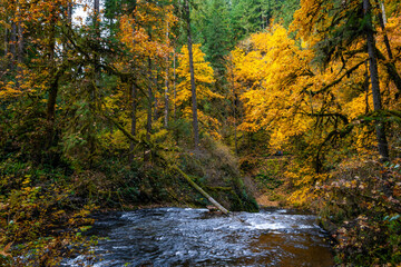 A Beautiful Scenic View of Autumn Trees and Golden Leaves on a Trail