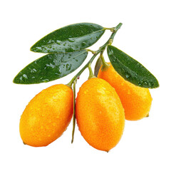 Fresh kumquats with glistening droplets resting on green leaves ready to be enjoyed in a sunny market setting