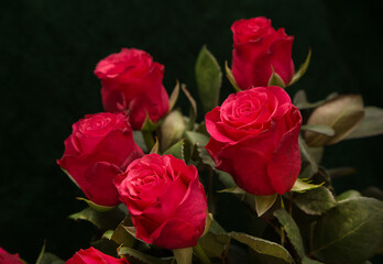 Elegant red roses on a dark background.
