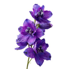 Beautiful purple delphinium flowers display vibrant colors and delicate features against a simple background, highlighting their natural charm and elegance