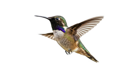 Obraz premium Hummingbird isolated on transparent background