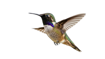 Hummingbird isolated on transparent background