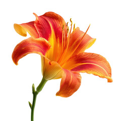 Vibrant orange and yellow flower blooms against a plain background showcasing nature's beauty and elegance in bright colors