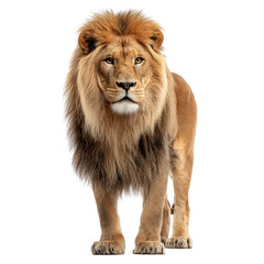 Majestic lion walking confidently in a natural setting showcasing its powerful presence and stunning mane during the golden hour