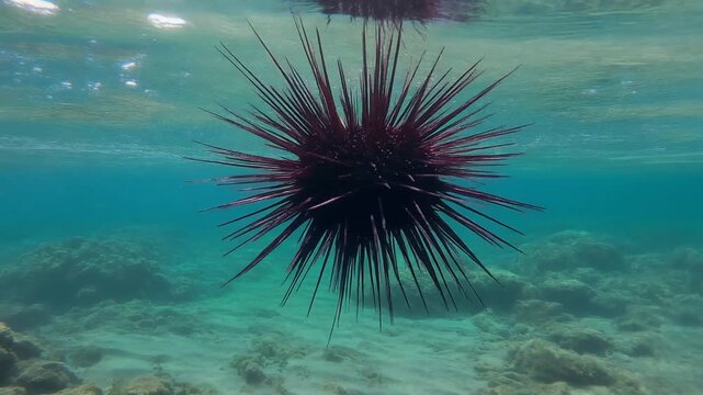Explore the Underwater World With a Close-Up View of a Sea Urchin